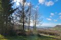 Bäume fällen in Bad Neuenahr Ahrweiler